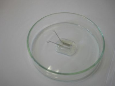cuy532_3.jpg