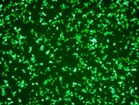 293t gfp